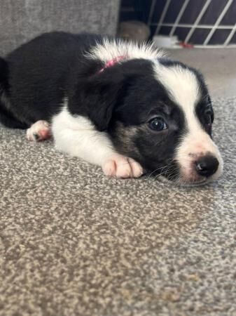 8 week old female border collie for sale in Monkton Up Wimborne, Dorset - Image 2