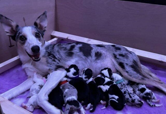 8 week old female border collie for sale in Monkton Up Wimborne, Dorset - Image 4