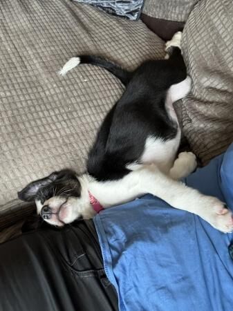 8 week old female border collie for sale in Monkton Up Wimborne, Dorset - Image 5