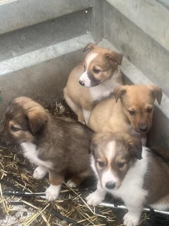 8 weeks old Red Welsh border collies pups for sale in Denbigh/Dinbych, Denbighshire
