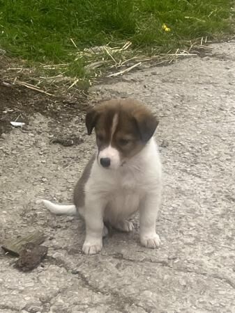 8 weeks old Red Welsh border collies pups for sale in Denbigh/Dinbych, Denbighshire - Image 3