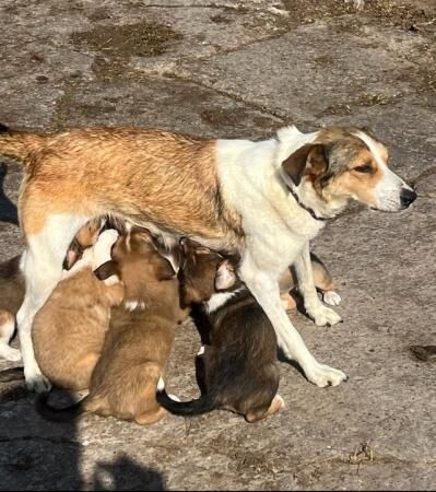 8 weeks old Red Welsh border collies pups for sale in Denbigh/Dinbych, Denbighshire - Image 4
