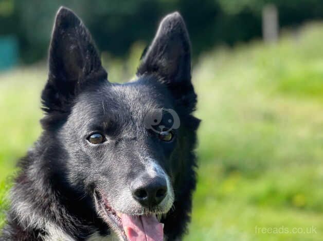 8 year old entire male collie for sale in Sowerby Bridge, West Yorkshire