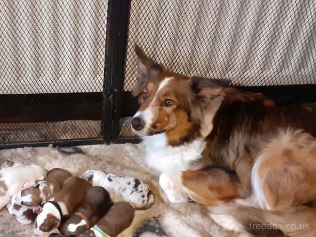 9 Border Collie Puppies for sale in Walsall, West Midlands