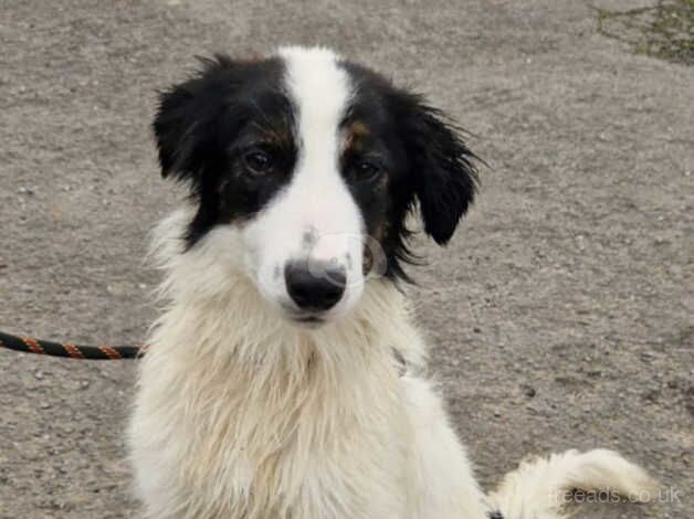 9 month old border collie pups for sale in Bridgend