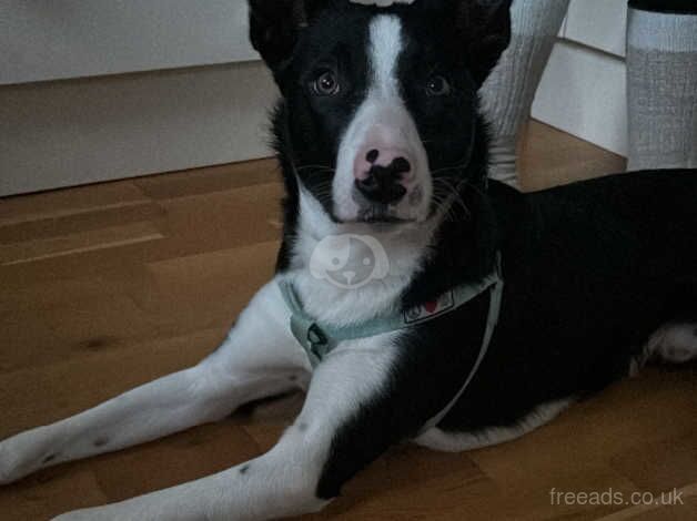 9 months border collie male for sale in Coventry, West Midlands