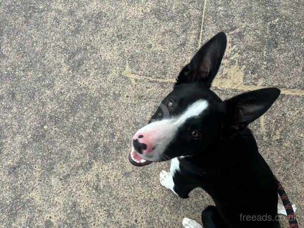 9 months border collie male for sale in Coventry, West Midlands - Image 2