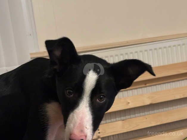 9 months border collie male for sale in Coventry, West Midlands - Image 4