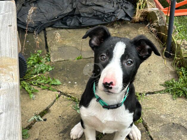 9 months border collie male for sale in Coventry, West Midlands - Image 5