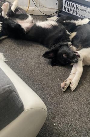 9 months old border collie for sale in New England, Somerset