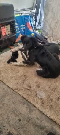 9 months old border collie for sale in New England, Somerset - Image 3