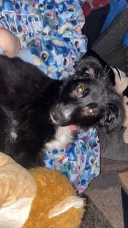 9 months old border collie for sale in New England, Somerset - Image 4