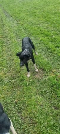 9 months old border collie for sale in New England, Somerset - Image 5