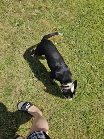 9 months old Border collie x staffy for sale in Yeovil, Somerset