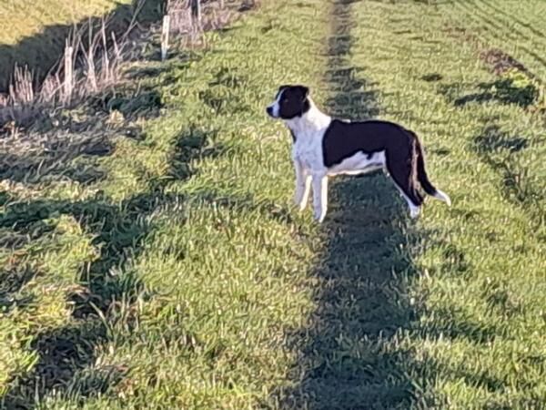9mth old border collie dog. for sale in Tillingham, Essex - Image 1