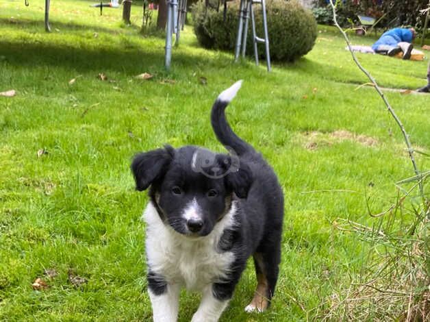 A friend for life! One pup left for sale in Montgomery, Powys