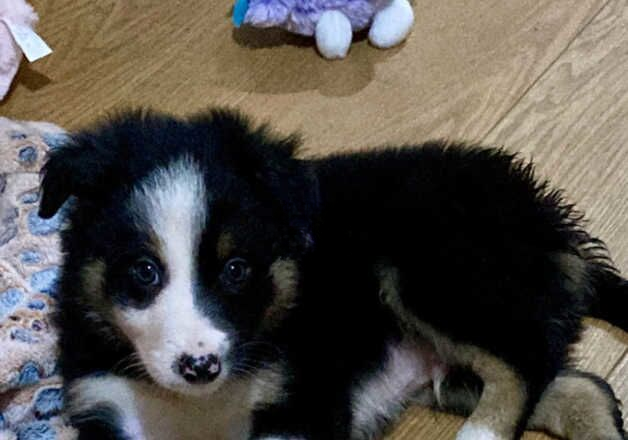 Absolutely Stunning Litter Of Six Tri Border Collies for sale in Hartlepool, County Durham