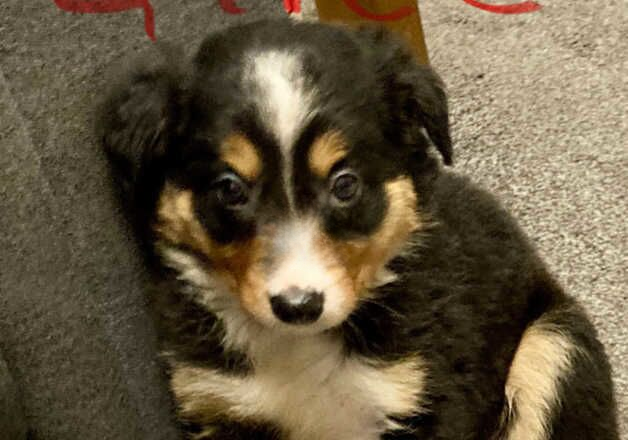 Absolutely Stunning Litter Of Six Tri Border Collies for sale in Hartlepool, County Durham - Image 3