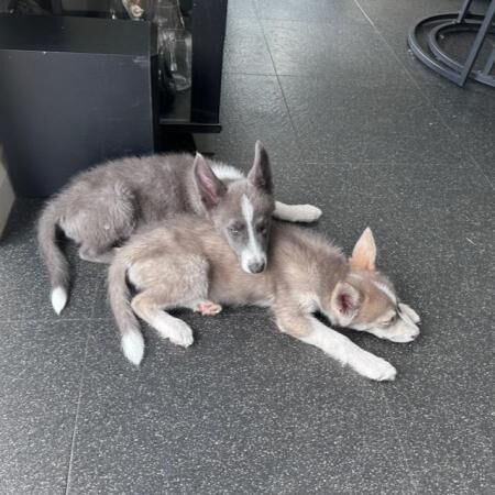 Adorable Border Collie/Husky puppies (Borsky) for sale in Sompting, West Sussex