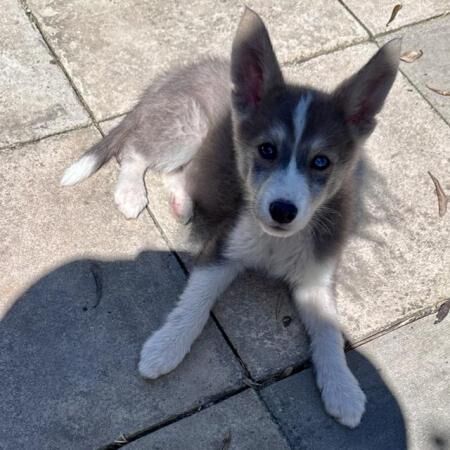 Adorable Border Collie/Husky puppies (Borsky) for sale in Sompting, West Sussex - Image 2