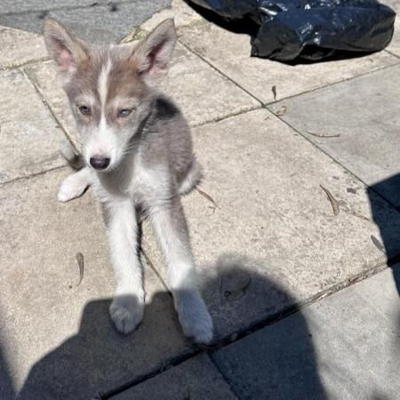 Adorable Border Collie/Husky puppies (Borsky) for sale in Sompting, West Sussex - Image 4
