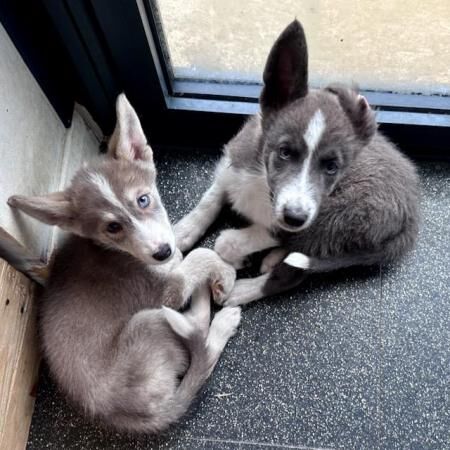 Adorable Border Collie/Husky puppies (Borsky) for sale in Sompting, West Sussex - Image 5