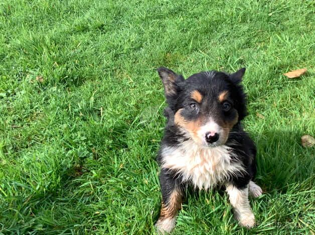 Adorable Border Collie Puppies For Sale in Brecon/Aberhonddu, Powys - Image 1