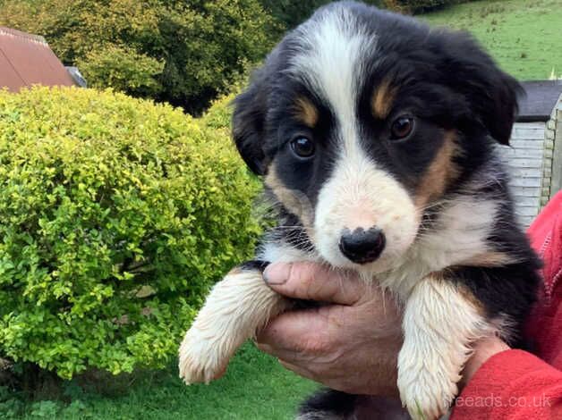 Adorable Border Collie Puppies For Sale in Brecon/Aberhonddu, Powys - Image 2