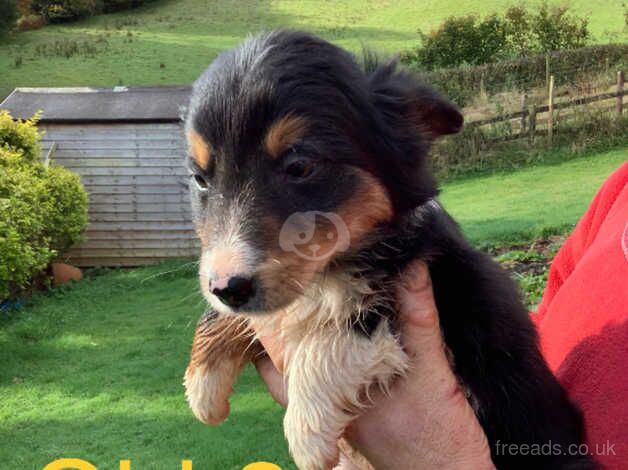 Adorable Border Collie Puppies For Sale in Brecon/Aberhonddu, Powys - Image 3