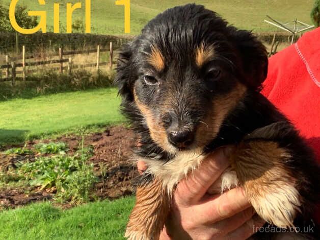 Adorable Border Collie Puppies For Sale in Brecon/Aberhonddu, Powys - Image 4