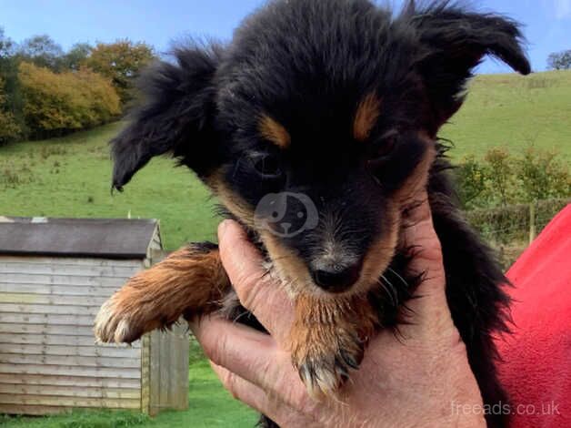 Adorable Border Collie Puppies For Sale in Brecon/Aberhonddu, Powys - Image 5