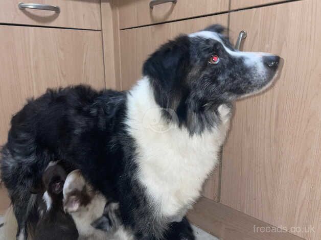 Adorable border collie puppies for sale in Nottingham, Nottinghamshire