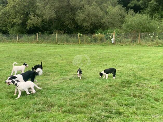 Adorable pedigree registered puppies for sale in Newport - Image 4