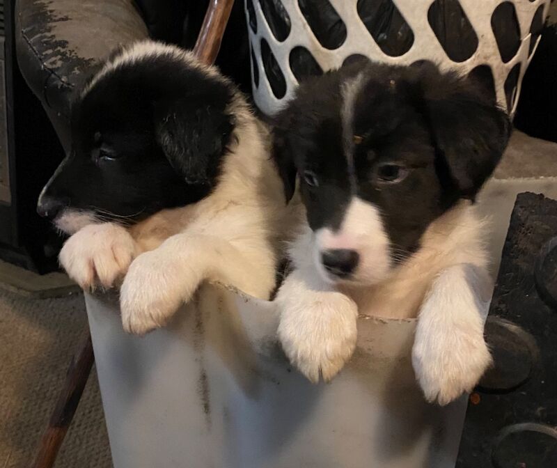 Amazing traditional Border collies for sale in Helston, Cornwall