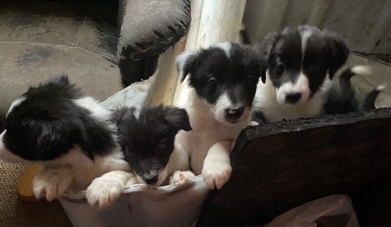 Amazing traditional Border collies for sale in Helston, Cornwall - Image 2