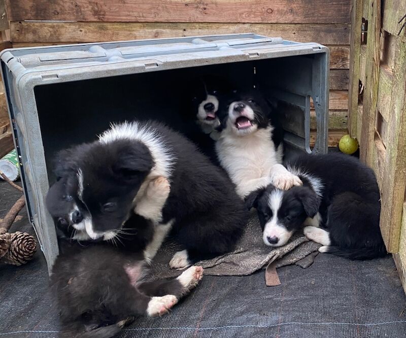 Amazing traditional Border collies for sale in Helston, Cornwall - Image 3