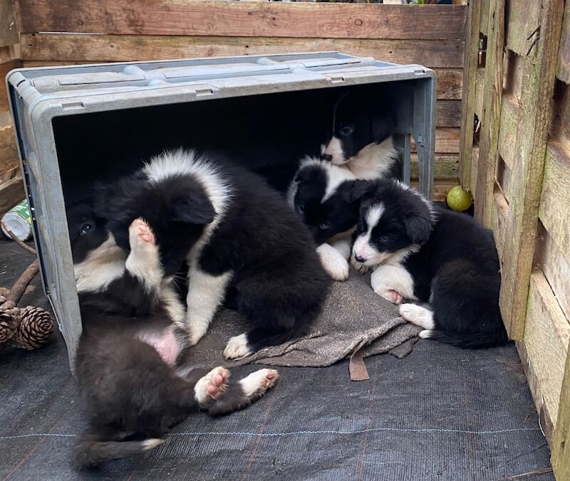 Amazing traditional Border collies for sale in Helston, Cornwall - Image 4