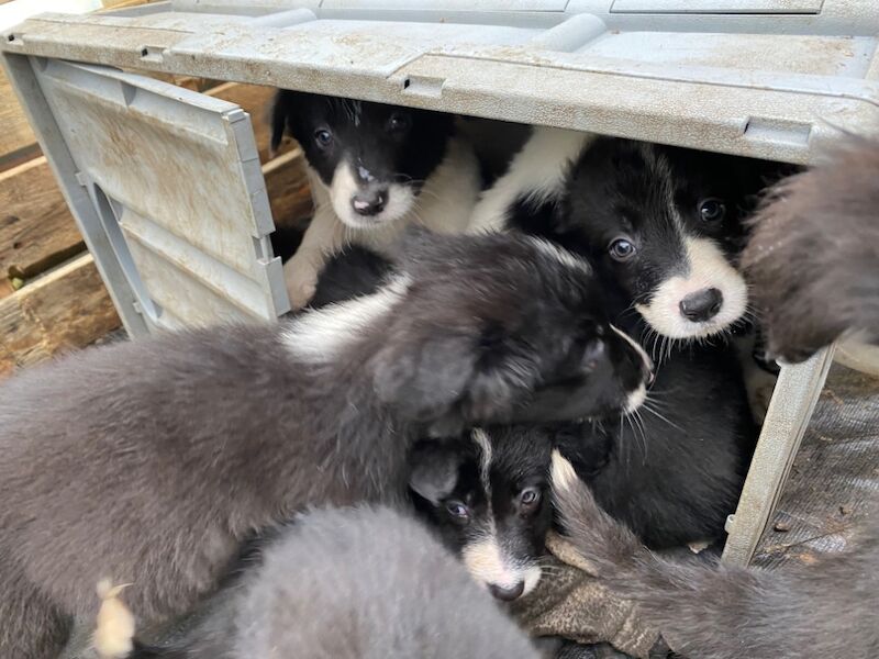 Amazing traditional Border collies for sale in Helston, Cornwall - Image 5