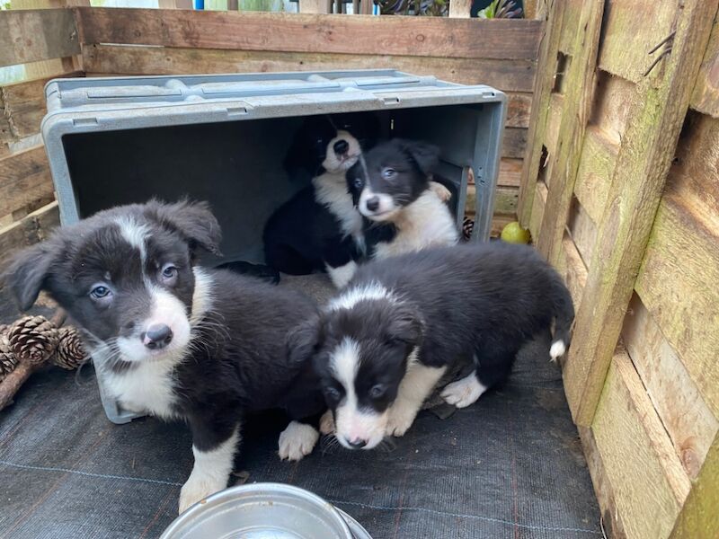 Amazing traditional Border collies for sale in Helston, Cornwall - Image 6