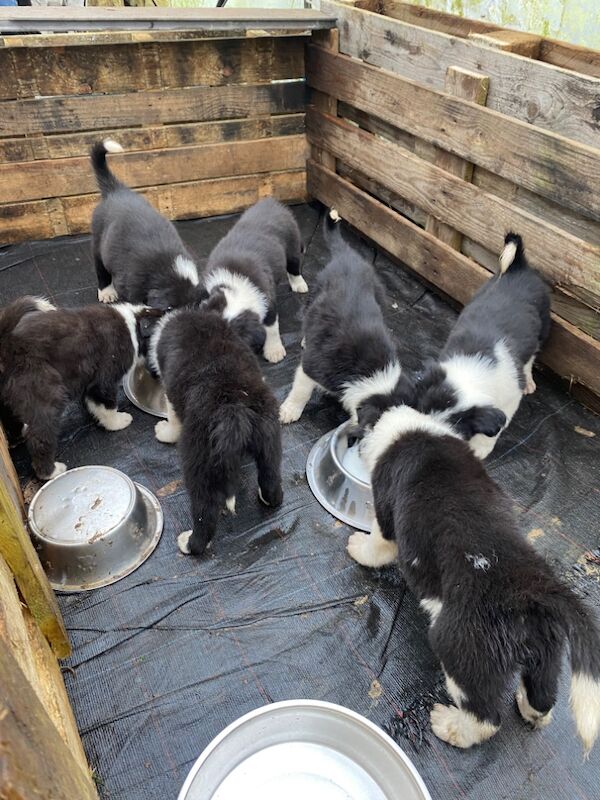 Amazing traditional Border collies for sale in Helston, Cornwall - Image 7