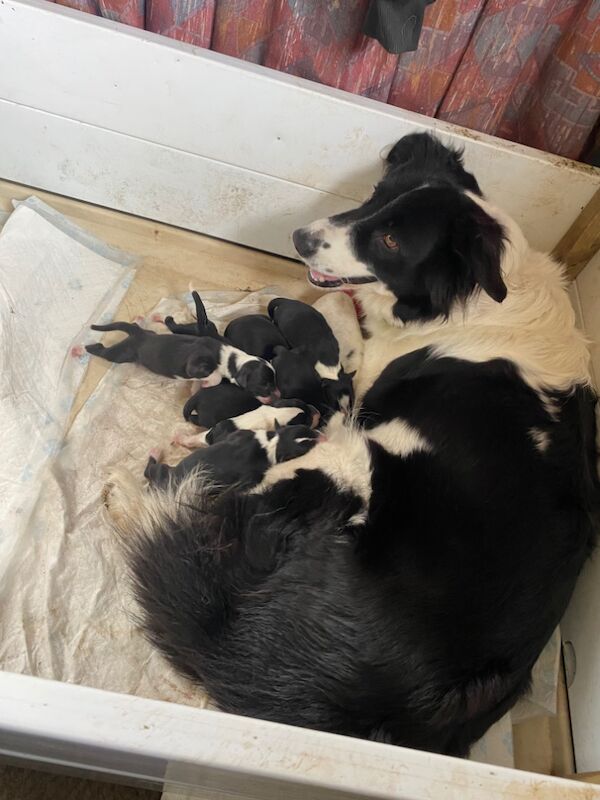 Amazing traditional Border collies for sale in Helston, Cornwall - Image 8