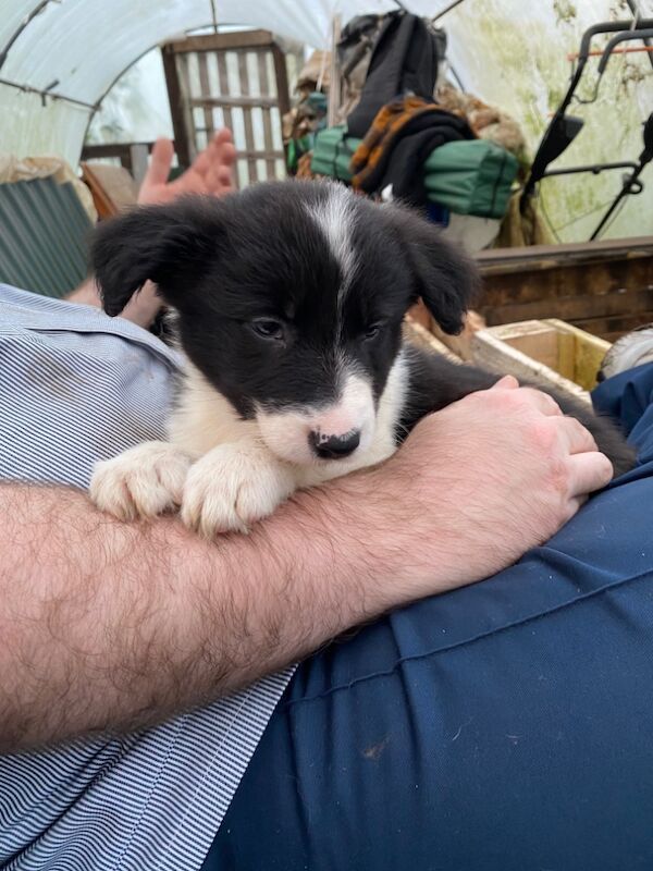 Amazing traditional Border collies for sale in Helston, Cornwall - Image 9