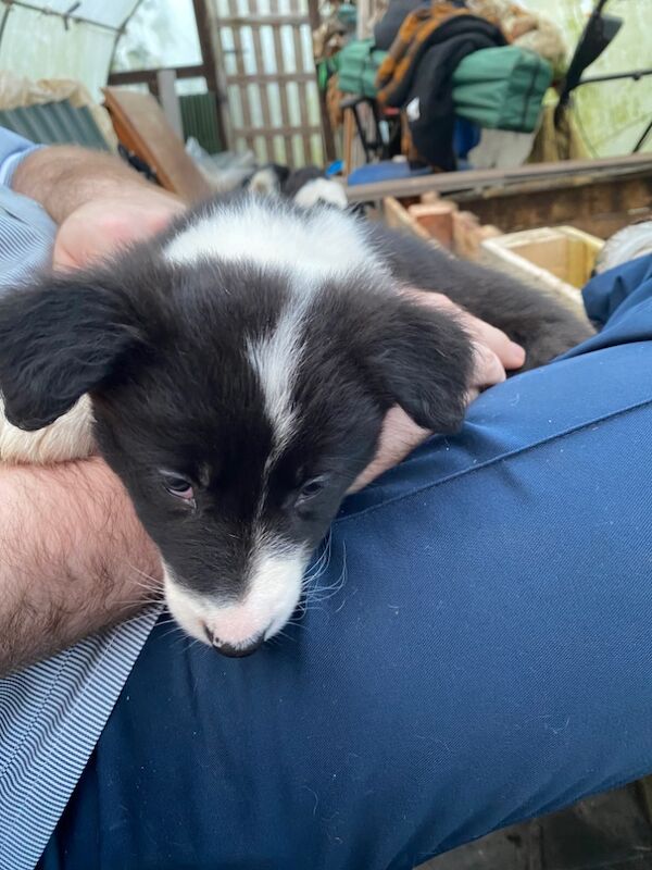 Amazing traditional Border collies for sale in Helston, Cornwall - Image 10