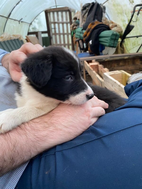 Amazing traditional Border collies for sale in Helston, Cornwall - Image 11