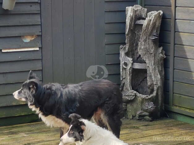 Barney the bodercollie for sale in Batley, West Yorkshire - Image 2