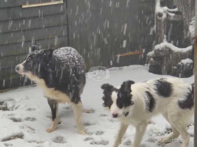 Barney the bodercollie for sale in Batley, West Yorkshire - Image 3