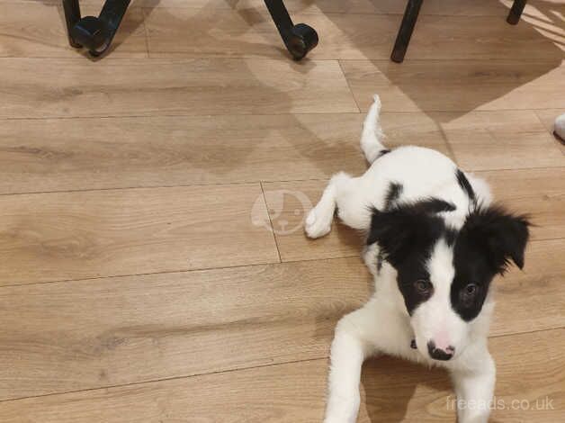 Barney the bodercollie for sale in Batley, West Yorkshire - Image 4