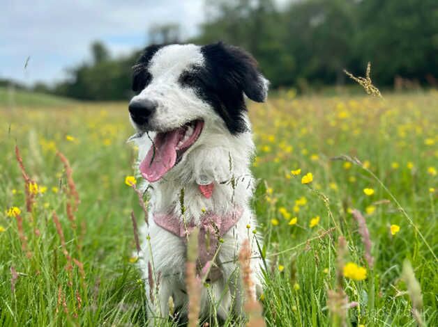 Beautiful 9 Month Border Collie for sale in Bridgend