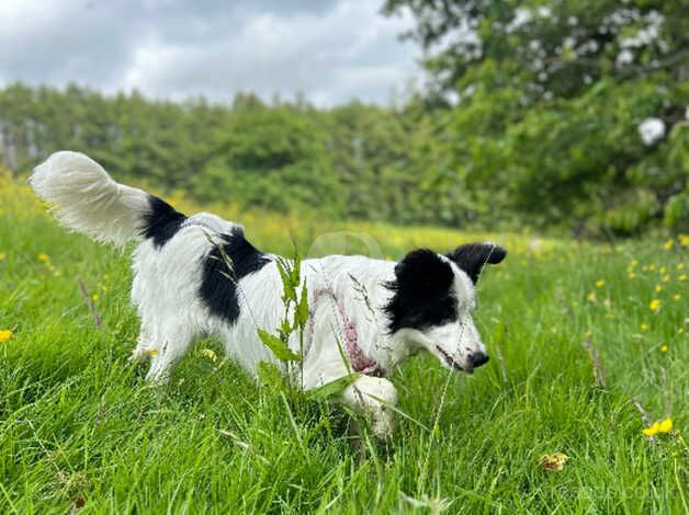 Beautiful 9 Month Border Collie for sale in Bridgend - Image 2