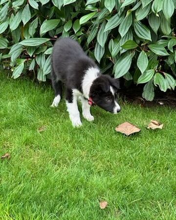 Beautiful Border collie girl for sale in Buckinghamshire